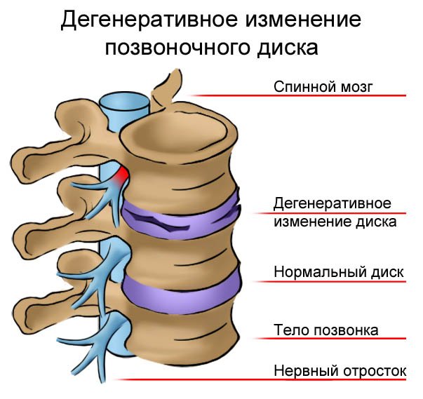 Чем слабее мышцы шеи, тем быстрее стареет лицо
