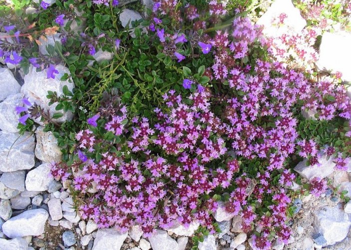 Thymus vulgaris невзыскателен к влажности, но любит тепло и солнце